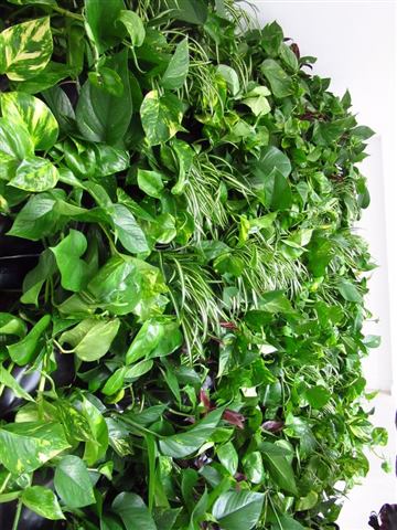 Grădină verticală cu plante naturale – Iancu Nicolae, foto 6 din 26